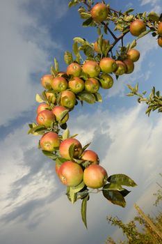 The bough of an apple tree in late summer, bending under the weight of ripening fruit, set against a blue sky. Space for text.