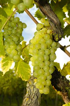 Bunches of white grapes ripening on a vine in Switzerland. More vines can be seen, out of focus, in the background.
