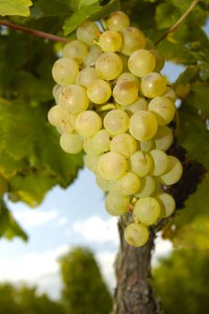 Bunches of white grapes ripening on a vine in Switzerland. Taken from a low viewpoint. More vines can be seen, out of focus, in the background.