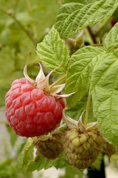 Raspberries ripening in the garden in summer