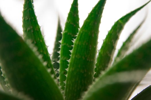 Aloe vera plant leaves