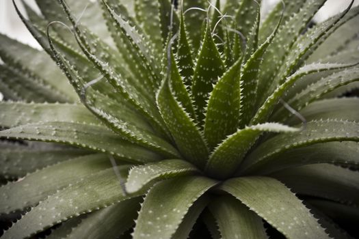 Aloe vera plant