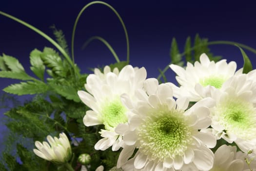 White beautiful flowers over the dark background