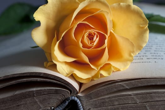 Old book and fresh rose - beauty of literature