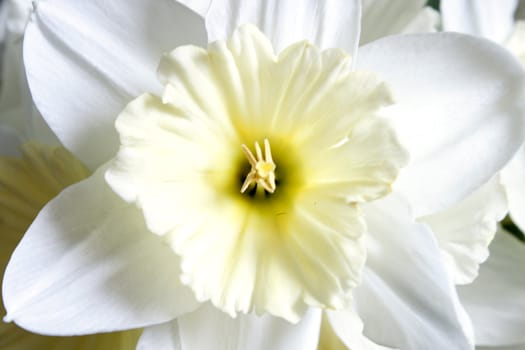 Beautiful fresh narcissus - gift of the nature