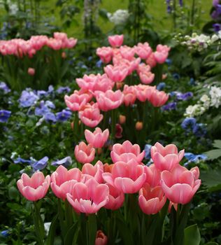 Flowers in a famous botanic garden in the United States