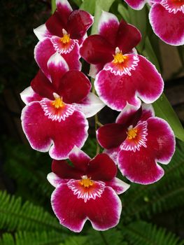 Flowers in a famous botanic garden in the United States