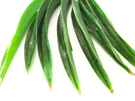 close up of pandan leaves isolated on white