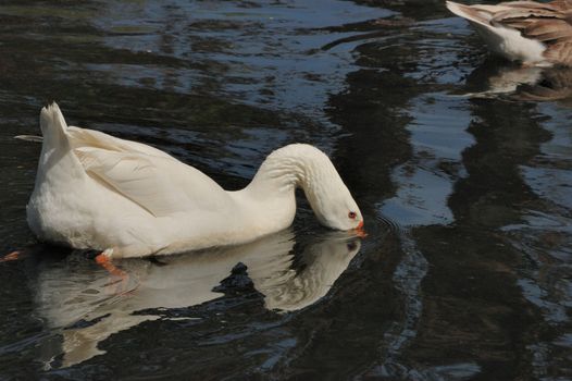 A goose in a pond with his beak under water.