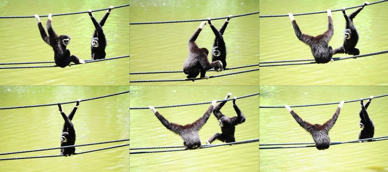 White Handed Gibbons Collection, Hylobates Lar, Climbing On a Rope.