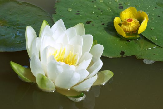 A macro shot of a water lily.