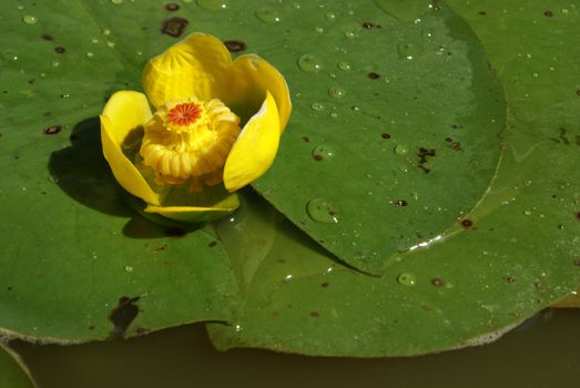 A macro shot of a water lily blossom.