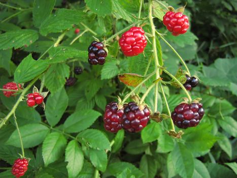A photograph of wild blackberries.