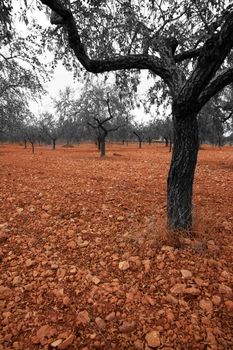 Orange trees in black and white on red earth