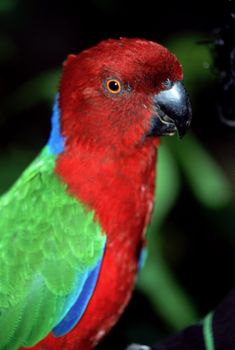 Colorful Parrot