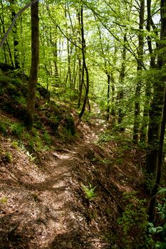 Picture of a forest pathway up in a hill