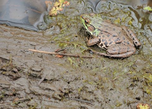 A bullfrog sitting in a muddy swamp.
