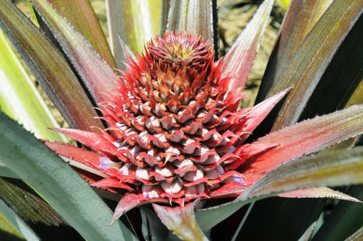 Young pineapple plant in a plantation.