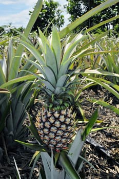 A pineapple plantation.