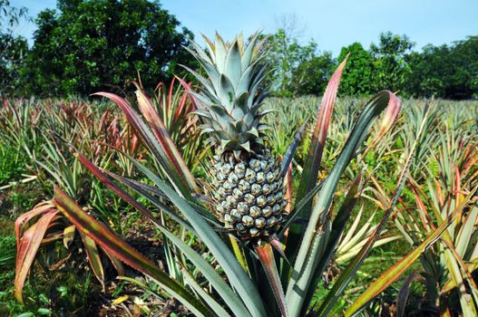 A pineapple plantation in Asajaya, Sarawak