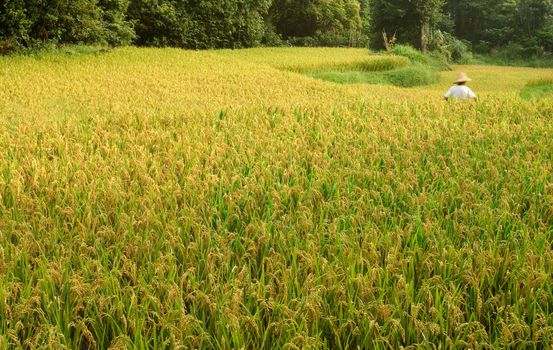 Here are ripe rice with beautiful yellow color.