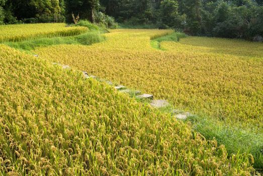 Here are ripe rice with beautiful yellow color.