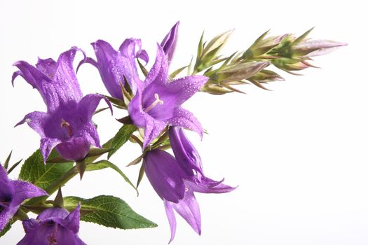 Collection of photos flowers close up. Shooting in studio.