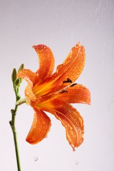 Collection of photos flowers close up. Shooting in studio.