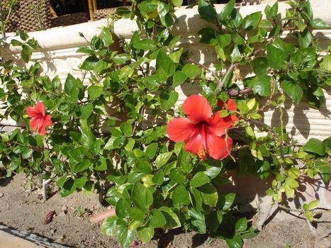 red rose in the hotel