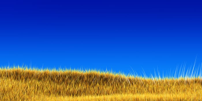 Dry yellow grass field under a blue sky