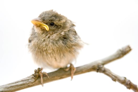 Bird on a branch