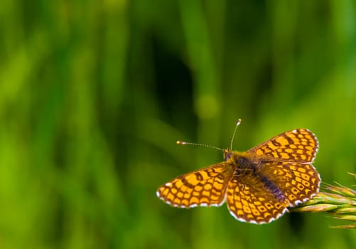 butterfly in the nature