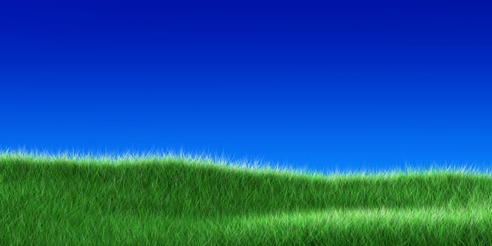 grass field on a clear blue sky