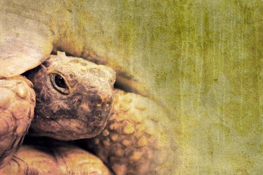 turtle on grunge background
