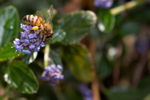 bee on a flower