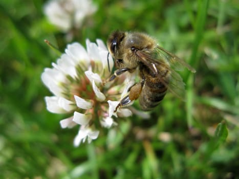 nice bee is sitting on a clover in the grass