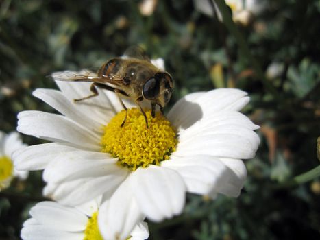 nice bee is sitting on a marguerite in the grass