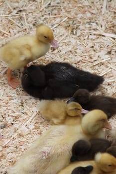 Close up of the Ducklings.