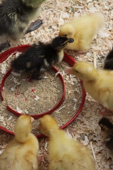 Close up of the Ducklings.