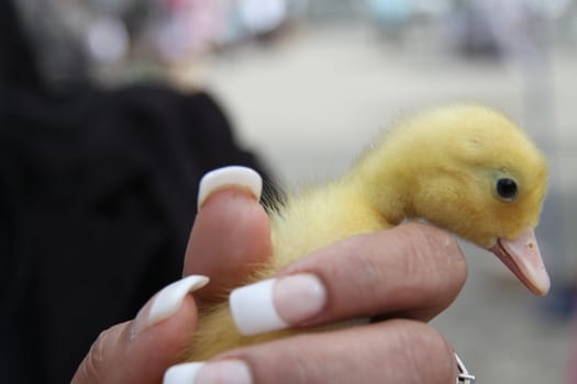 Close up of a Duckling.