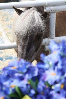 Miniature horse at the farm on a sunny day.