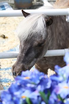 Miniature horse at the farm on a sunny day.