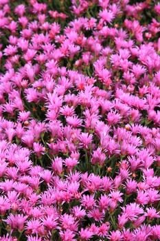 Close up of an ice plant in a park.