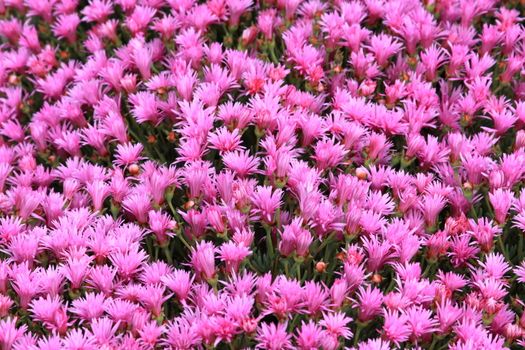 Close up of an ice plant in a park.