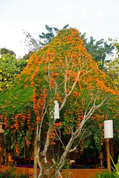 Orange flower plant on the roof