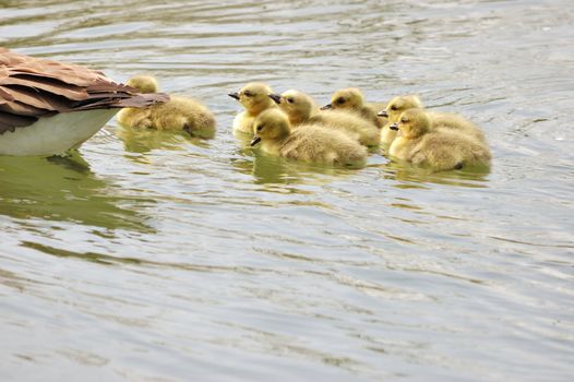 Canada goose goslings swimming in a pond.