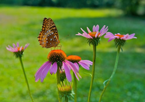 Butterfly in a garden habitat landing on a pink and orange daisy.