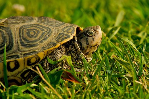 Wild turtle found in Chincoteague, Virginia peeking his head out of his shell to soak up the sunlight.