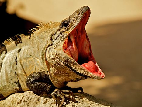 The Iguana inhabits much of Mexico and South America.  Their phenomenal sense of vision enables them to move quickly through their environment, whether it is to evade a predator or to catch their own meal.  Their tails are very strong, and the Iguana will use them as a defense mechanism.  If caught by the tail this reptile can allow it to break of in an attempt to escape.