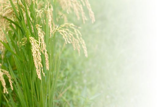 It is a beautiful macro rice with white.